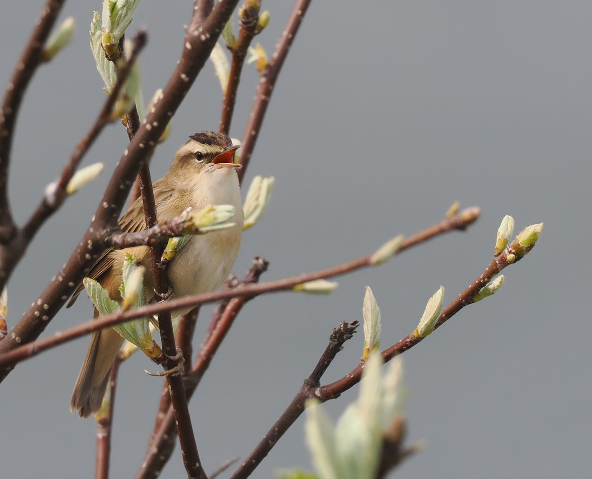 Anthrobirder's tweet photo. Sedge Warblers are arriving now at Girdle Ness and are singing vigorously. In eastern Scotland they seem to be happy in dry scrub as well as wetter areas. https://t.co/V7K03j1QiA