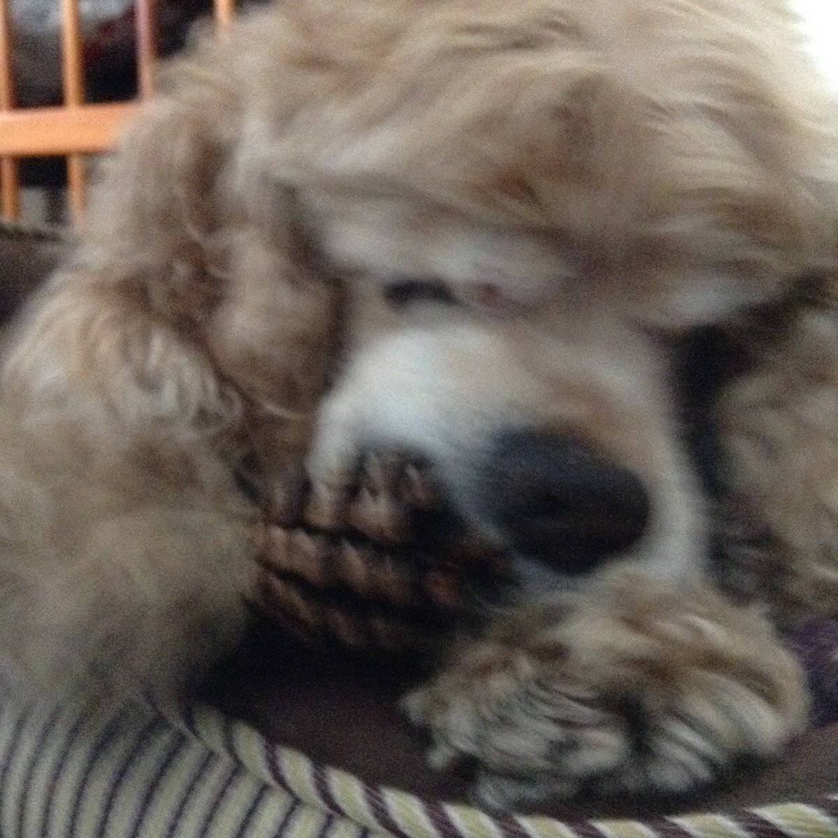 natsukamotoya's tweet photo. 今日も一日ワンちゃん達が平穏無事に過ごせますように🍀🐶🍀

闘病しているワンちゃんが回復して体調良く過ごせますように🍀
老犬たちが穏やかな時間を過ごせますように🍀
介護する飼い主さんもお疲れが出ませんように🍀

迷子のワンちゃんが飼い主さんの元に戻れますように🍀 https://t.co/EuFW1DDgAn