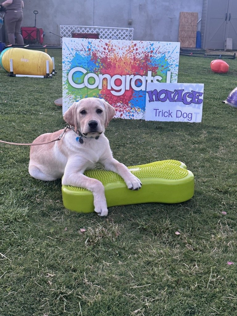 Aaronsweather's tweet image. Eli graduated Obedience School last weekend. Today he is now an AKC Novice Trick Dog!
@akcdoglovers
#dogtraining #puppy #tricks