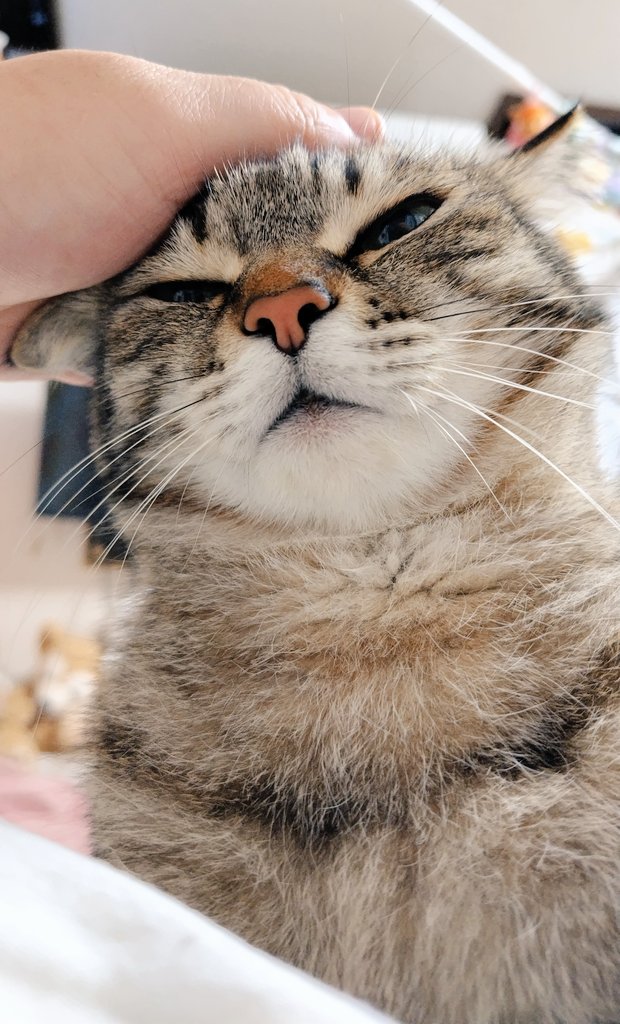 ゴロー🐾 (@cat_56chan) / Posts / X