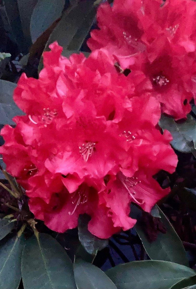 G8rgrrlCheryl's tweet image. My rhodies are blooming! Happy #FlowersOnFriday. #pnw