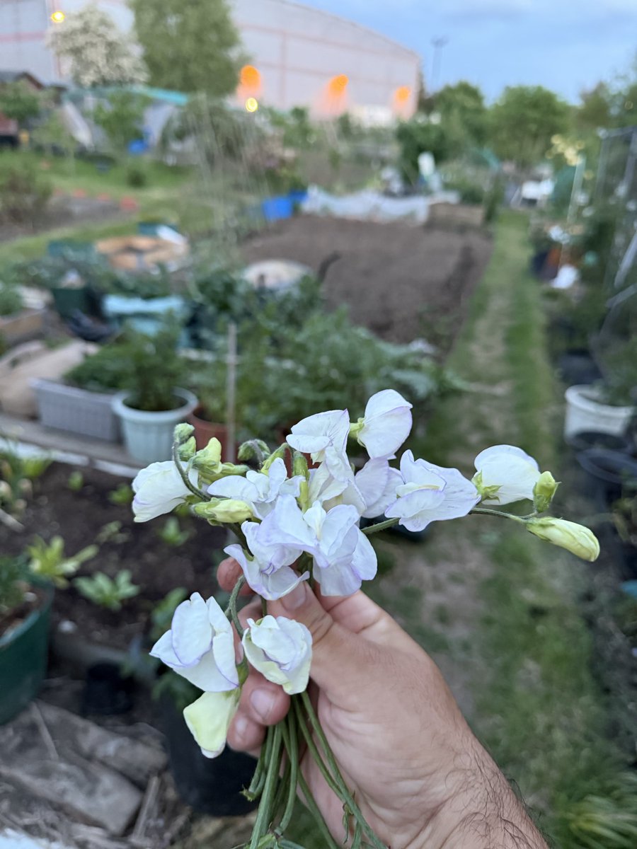 hobibahcesi2's tweet image. This years firsts and hopefully a good start to many more ☺️ #allotment