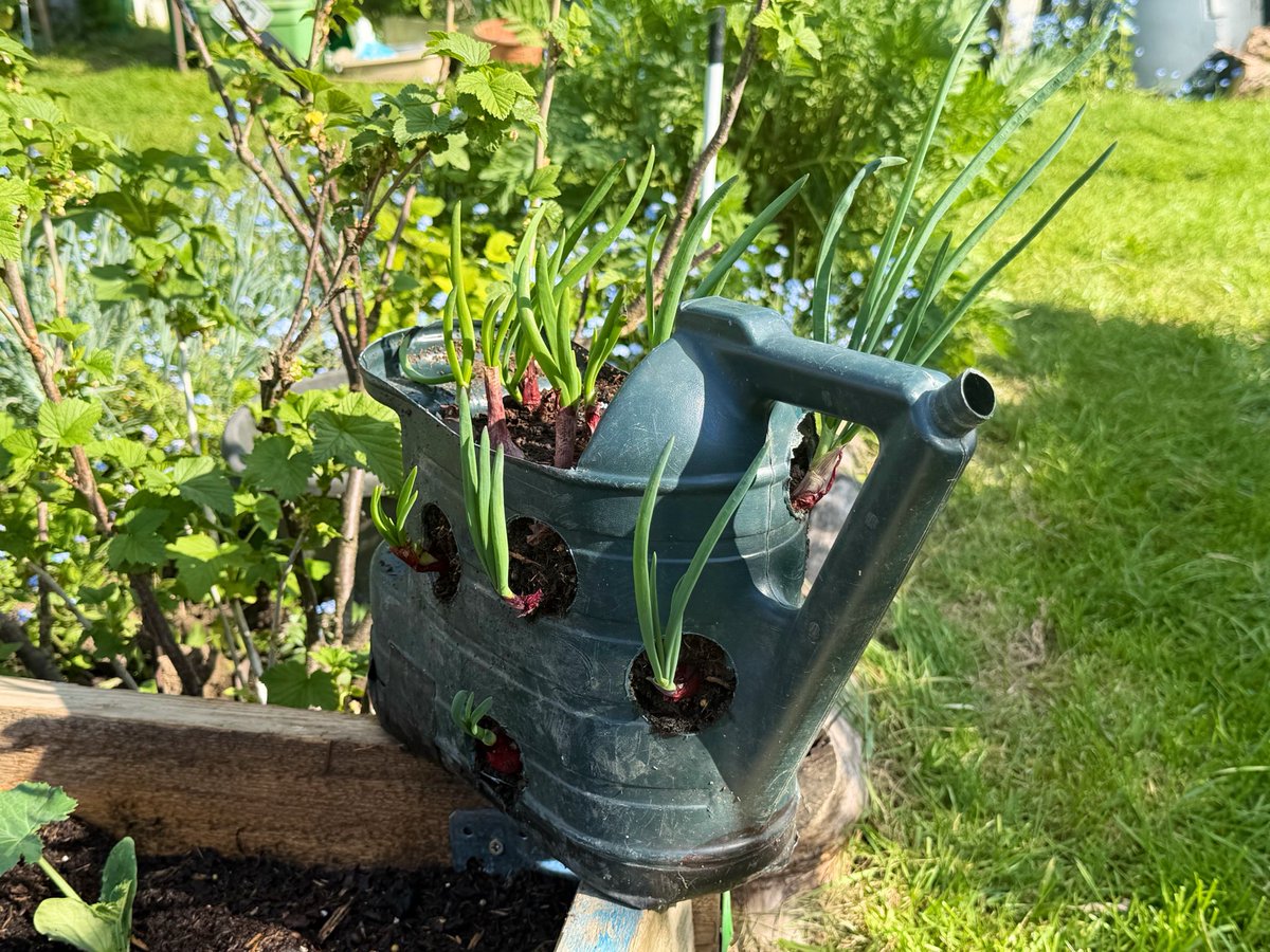 hobibahcesi2's tweet image. Couldn’t just throw it in the bin ☺️ #allotment