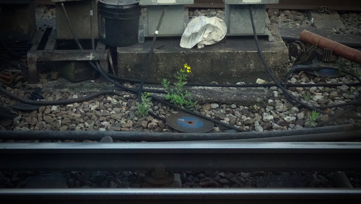 nickstew_art's tweet image. The train stops somewhere outside of #Waterloo Station and there, perfectly framed by the window, is a small, yellow flower, reaching for the light, rooted in the rubble and steel, in a space that no gardener will tend, no bees will visit; lost between the tracks.