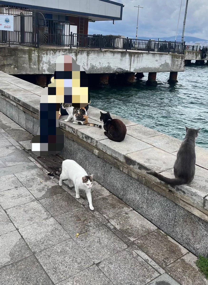 İstanbuldaki kedi sayısı bi fotograf karesi icin baya bi yogun