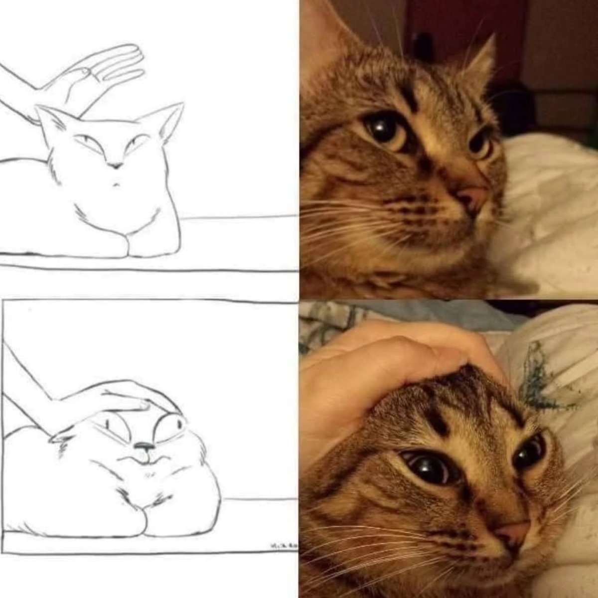 Punch Cat tweet media