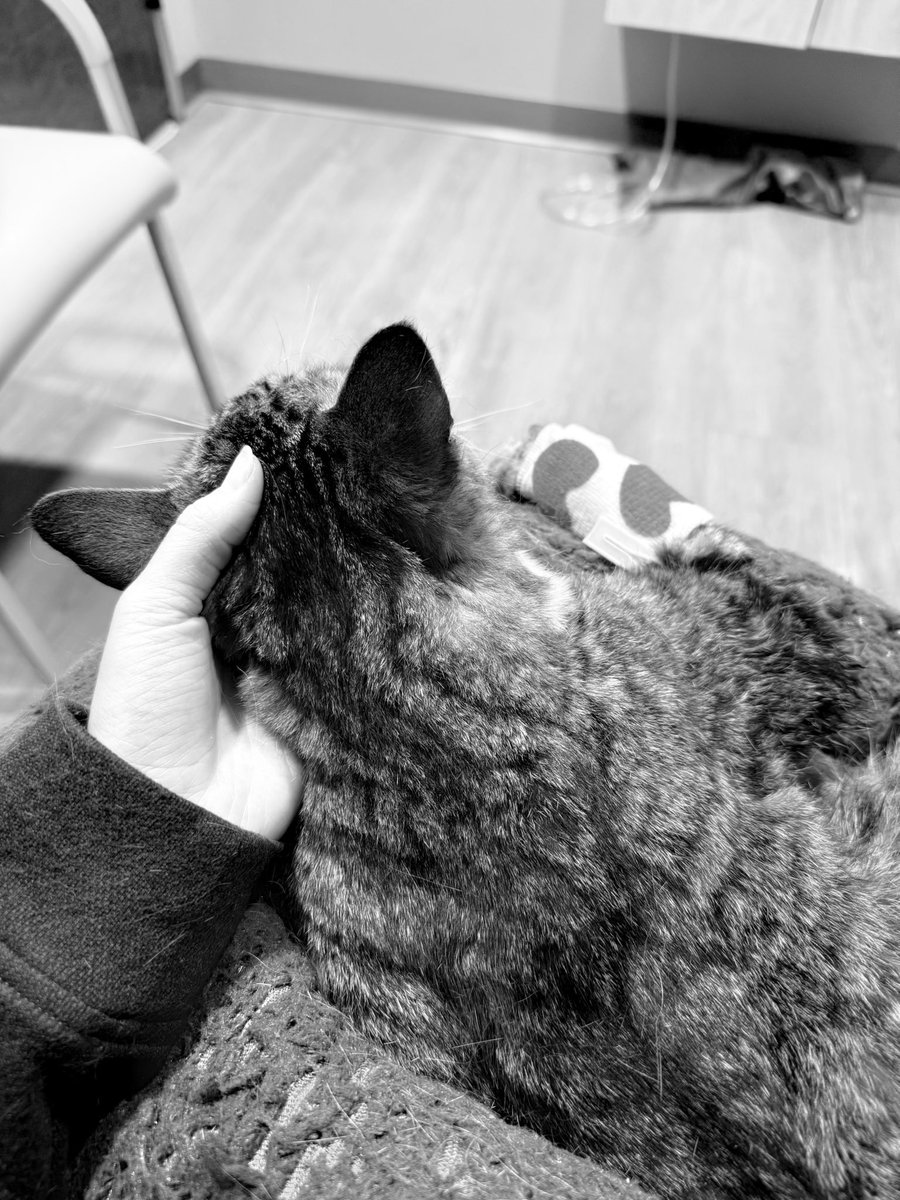 Friends of Bear Cat Rescue tweet media