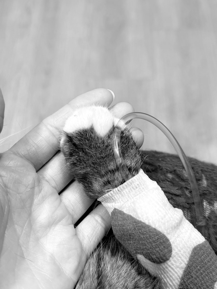 Friends of Bear Cat Rescue tweet media