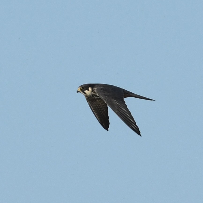 Baldbirder1's tweet image. Hobby this evening at Stodmarsh - superb wee falcons, freshly back from to munch on dragonflies and small birds... @KentishPlover @BirdWiseEK @NaturalEngland #birding