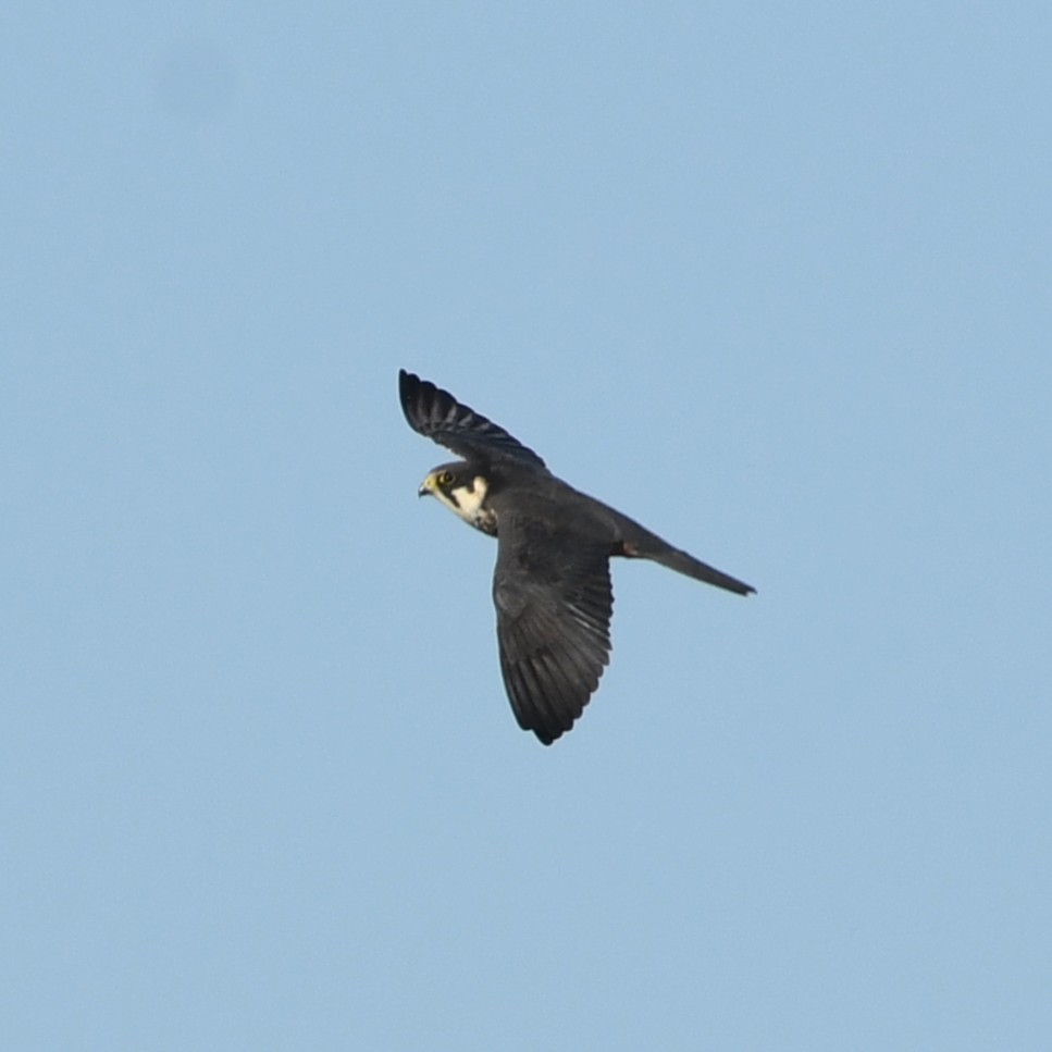 Baldbirder1's tweet image. Hobby this evening at Stodmarsh - superb wee falcons, freshly back from to munch on dragonflies and small birds... @KentishPlover @BirdWiseEK @NaturalEngland #birding