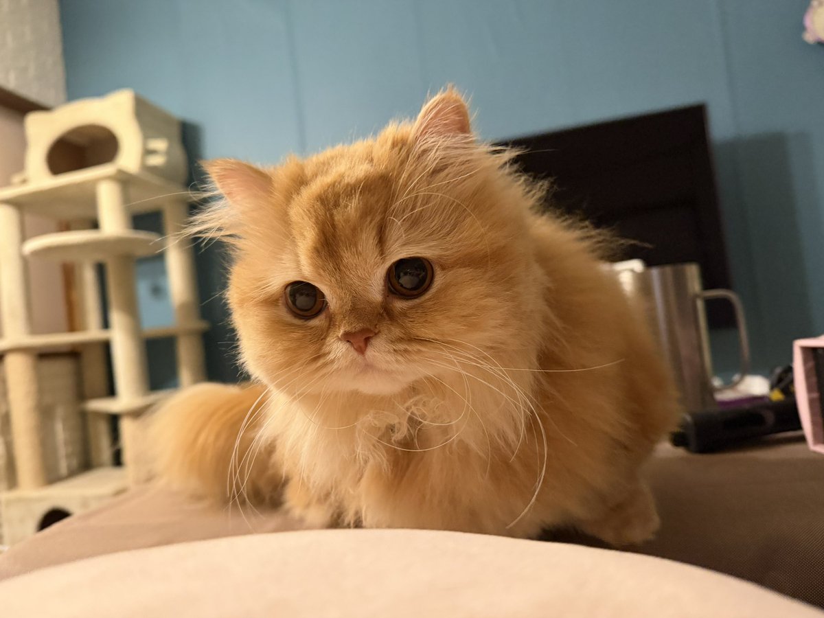 猫のいる生活
