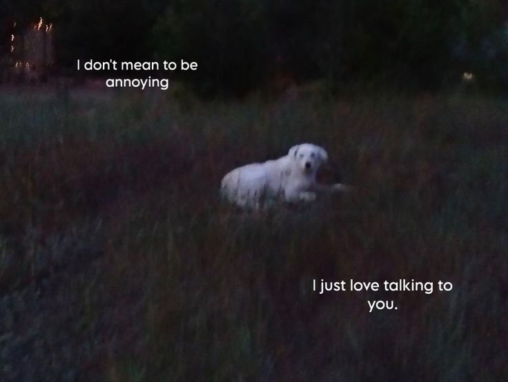 Dog tweet media