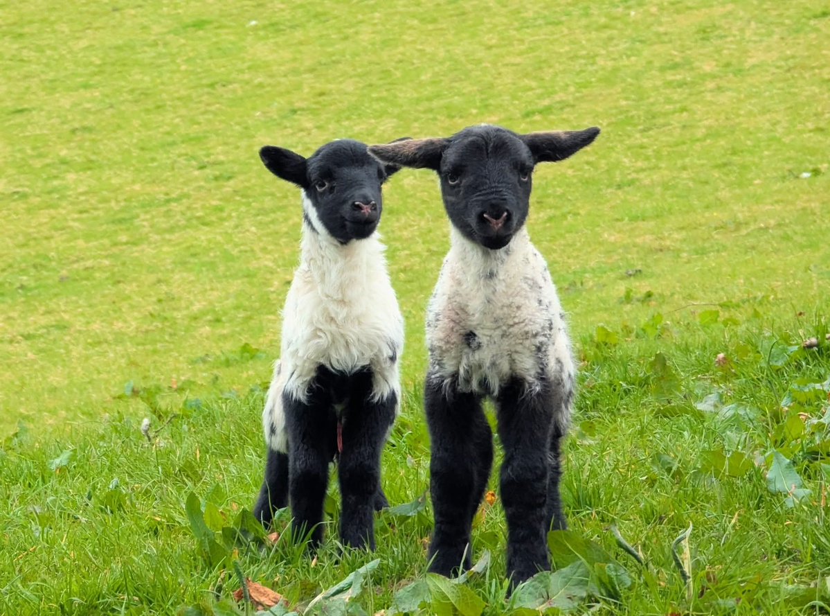 ThisIsIreland3's tweet image. Double trouble in Glenshesk this morning, just a day old 🐑 🐑 

📍 County Antrim - Éire 🇮🇪

📸 Niall McCaughan

#Glenshesk #Antrim #Ireland #Lambs