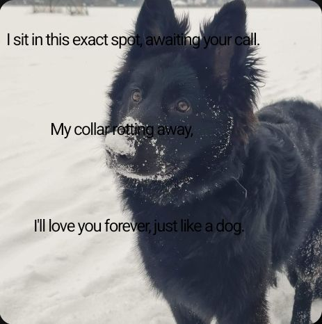 Dog (@DoggyPosting) on X