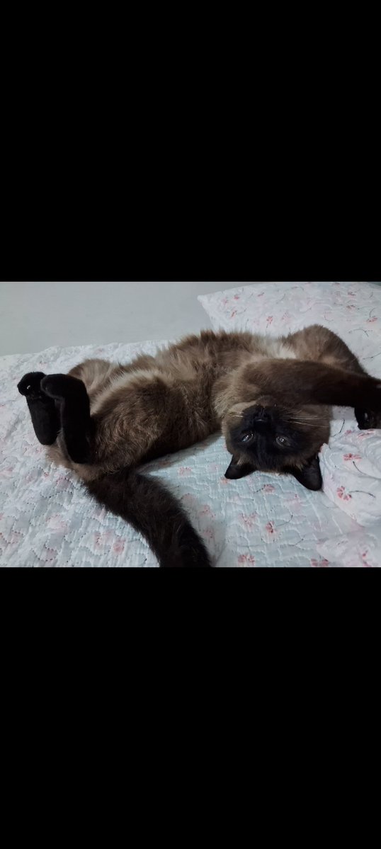 Gatinhos tweet media