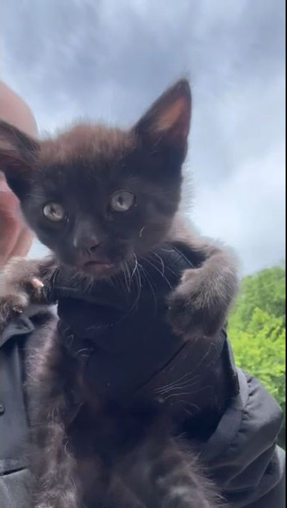 🐈‍⬛ CAT BURGLAR? 🐈‍⬛

A friend of one of our Child Crisis Detectives called him about a kitten that was stranded on the side of the highway. Fortunately, he found the little fur ball just off the side of the road and put it in his car and intended to drop by the shelter.

The cat