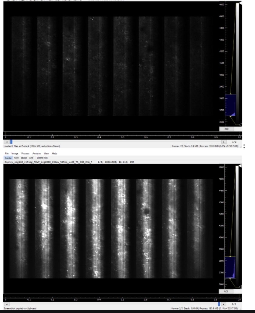 ewadorotaz's tweet image. This result deserves sharing on #fluorescencefriday.

I bet you can notice brighter fluorescent signal with an ultrafast laser that was optimized for a special brain imaging application and a microscope. There will be more details. Stay tuned! 

#microscopy #neuroscience #2p 💕