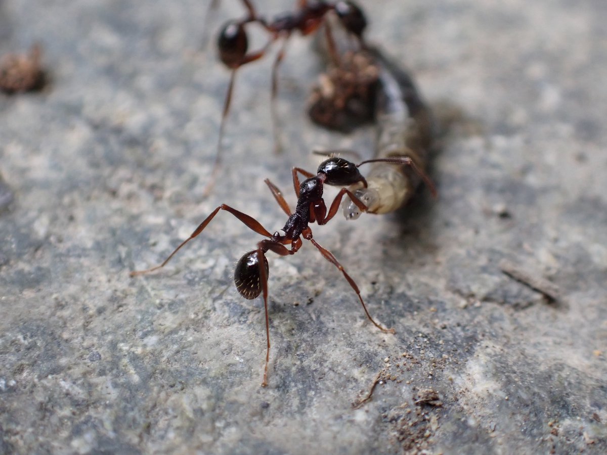 Ant Life Log (@antlifelog) / Posts / X