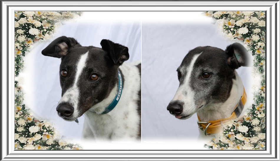 Greyhound Pets, Inc. 💙 tweet media
