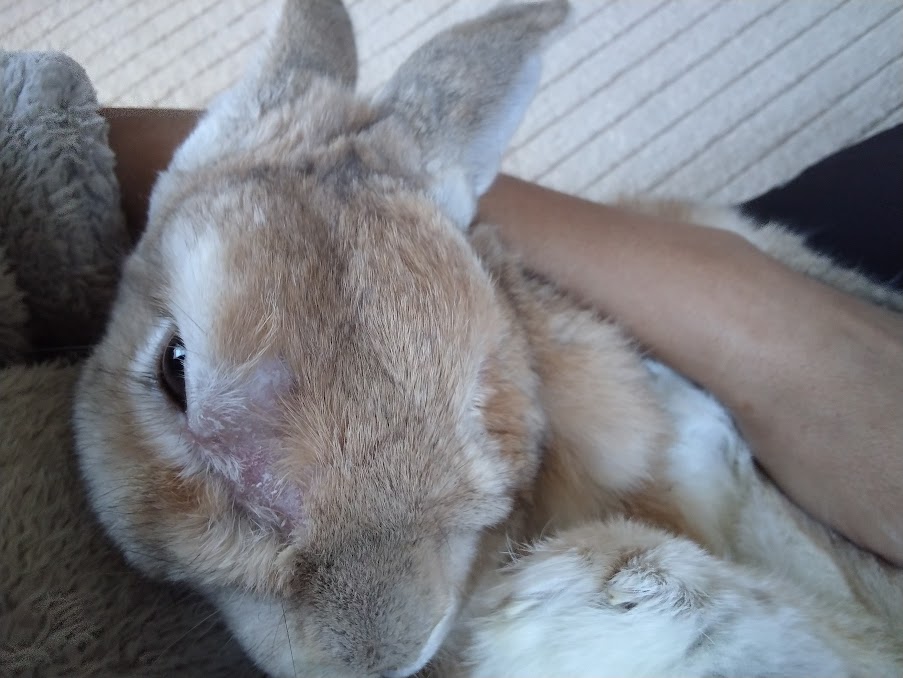 🐰うさぎノむぎちゃ🐰 tweet media