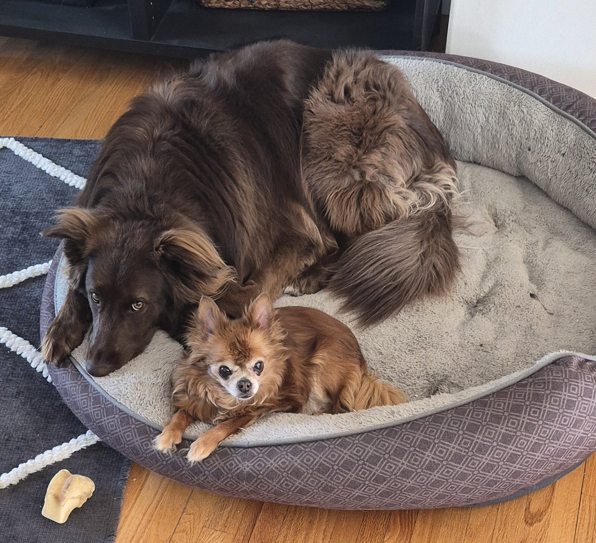 WudntYaLikeTNo's tweet image. YAY!!
The personal tax deadline has passed. Us girls are pooped. 
🫠🐕

#TGIF