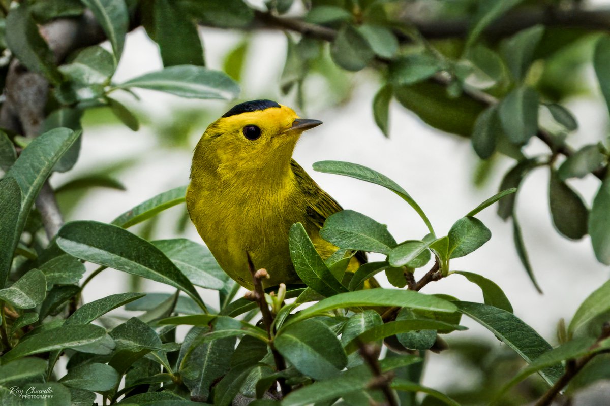 raychiarello's tweet image. Wilson's Warbler seen in my backyard this afternoon.  
#BirdsSeenIn2026 #MyBirdPic #Birding #BackyardBirding #BirdTwitter #ElPaso #Texas