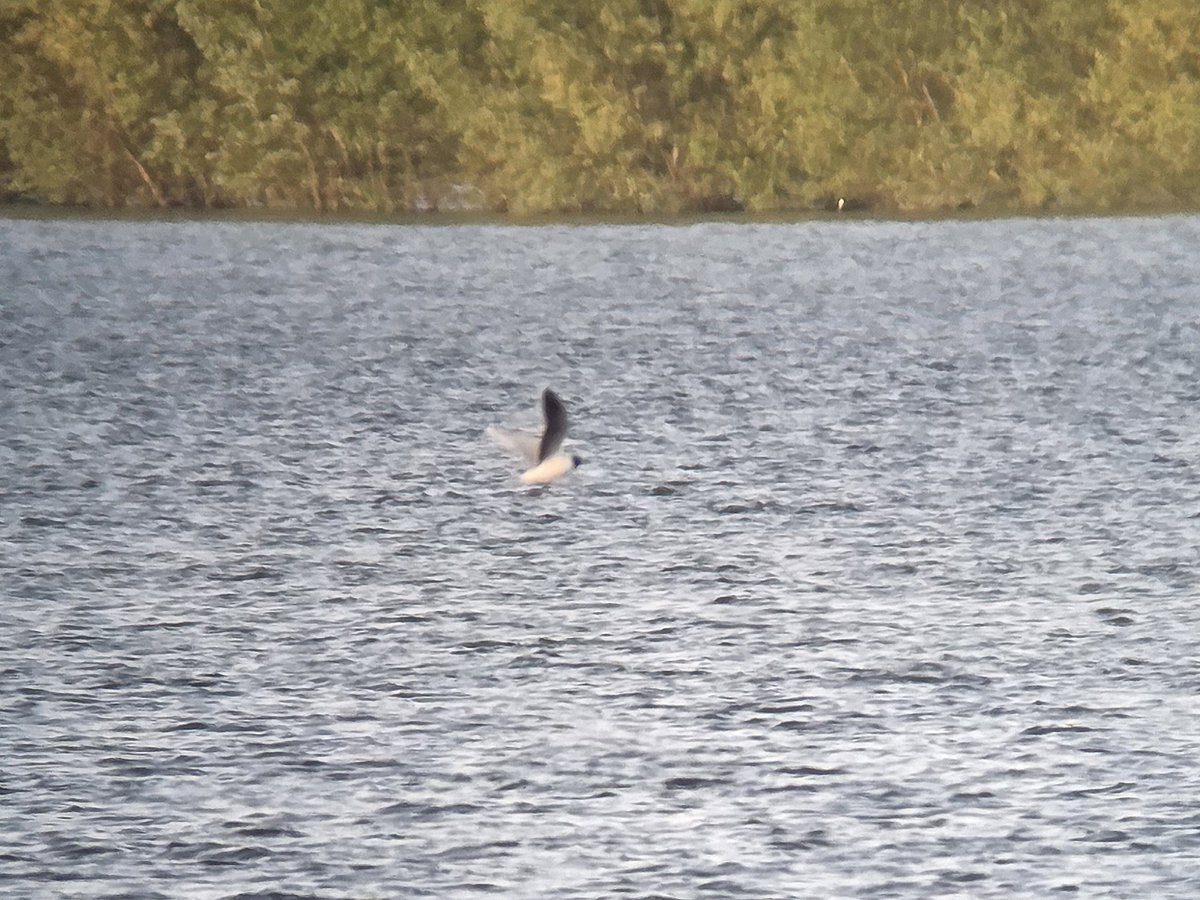 stuartjread's tweet photo. An excellent hour at Wigborough Bay, Abberton Reservoir this evening after work; 47+ Black Terns, ad Little Gull, Glossy Ibis, 11 Greenshank, 3 Whimbrel &amp; plenty of Yellow Wagtails. https://t.co/GRwRgdJ8DL