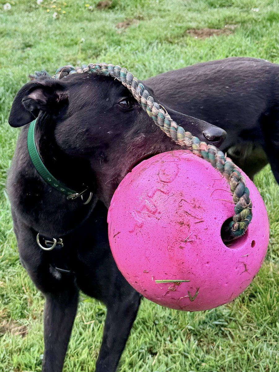 Greyhound Pets, Inc. 💙 tweet media