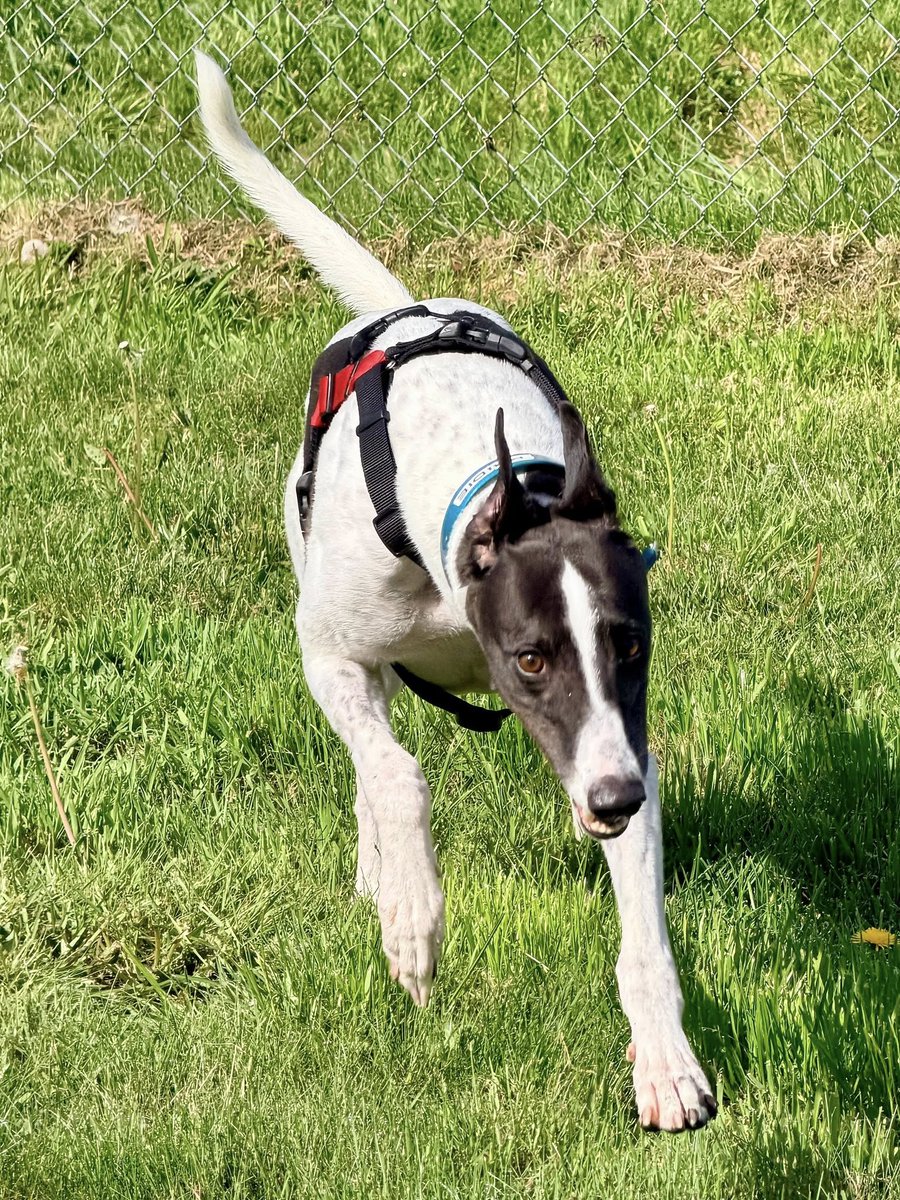 Greyhound Pets, Inc. 💙 tweet media