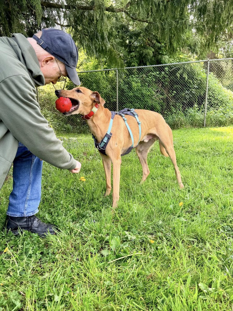 Greyhound Pets, Inc. 💙 tweet media