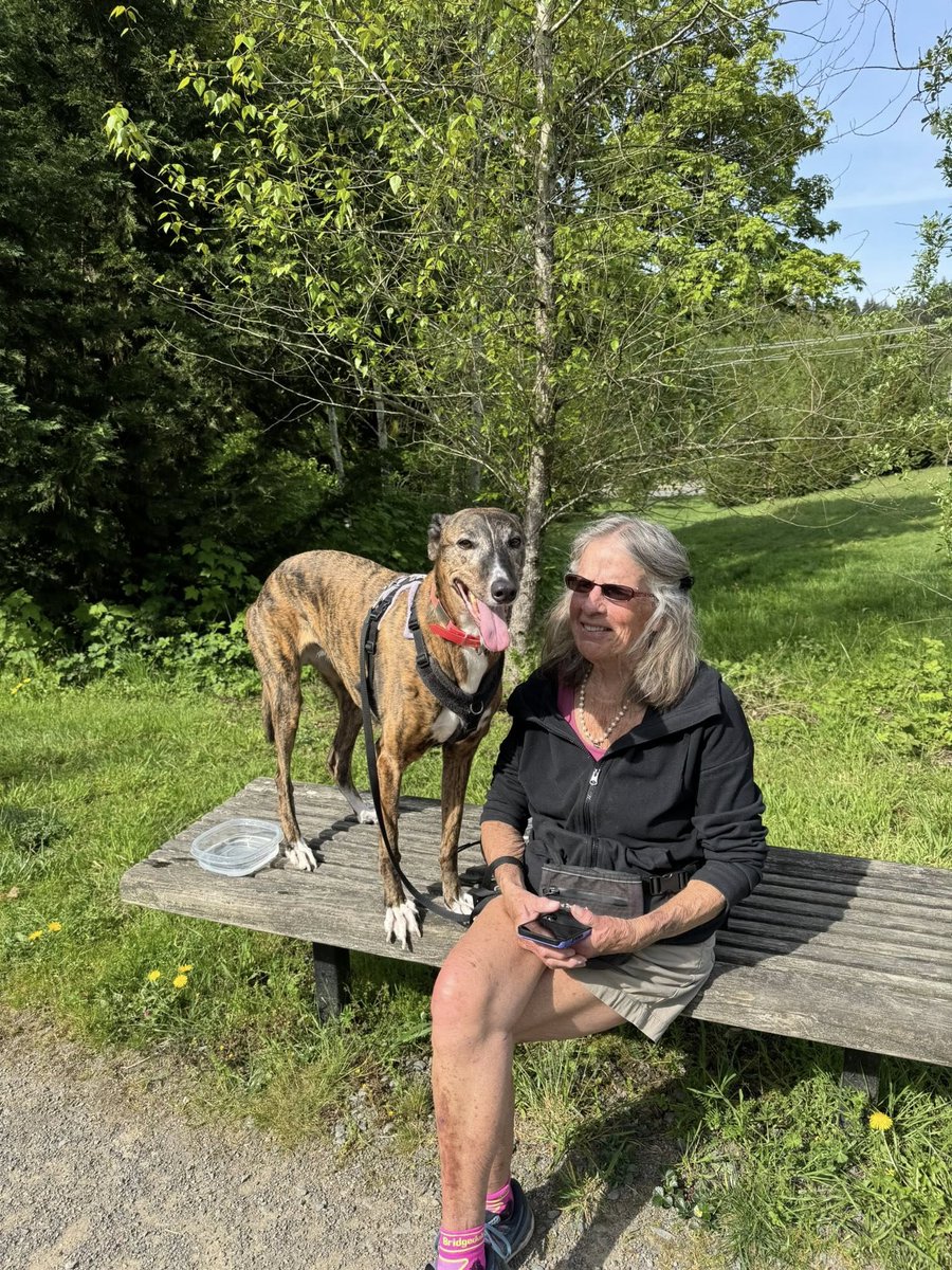 Greyhound Pets, Inc. 💙 tweet media
