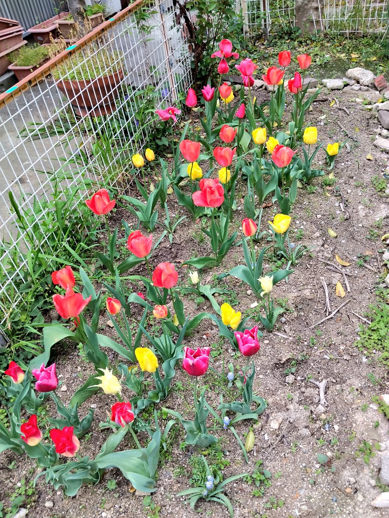 spacetime246's tweet photo. 事後報告。沢山咲いてくれました🌷 https://t.co/OCXhI9QPhp