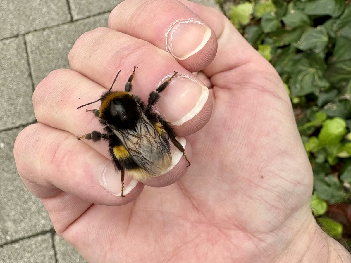 giveashitnature's tweet photo. The bumblebee queens are alone right now, but not for long.

She emerged from hibernation around March or April, fed on dandelions and willow, and is now searching for a nest site.

Old rodent burrows, hollow trees, and even compost heaps can all be called home.

Once she finds one, she lays eggs and feeds the larvae herself until the first workers emerge in 4 to 6 weeks.

That single queen will produce 50 to 400 workers by midsummer. The colony you watch in your bee balm in July is built entirely on her surviving this next month.

What helps her right now: early spring flowers left blooming, undisturbed leaf piles in corners, brush piles, no pesticide spraying. 

What hurts her: tilling soil, mowing leaf litter, leaf blowers, lawn treatments, really anything that disturbs ground cavities.

She's out there, by herself, looking. The next colony depends on her finding what she needs.