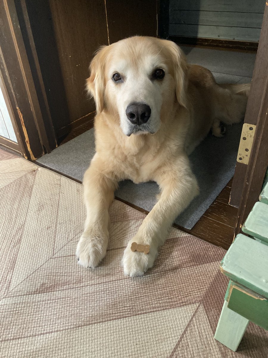 Ponponsherry's tweet photo. モンは決まったおやつしか食べない性格で毎年フィラリアのお薬は1日かかってしまう😿 https://t.co/xUJxriZEN8
