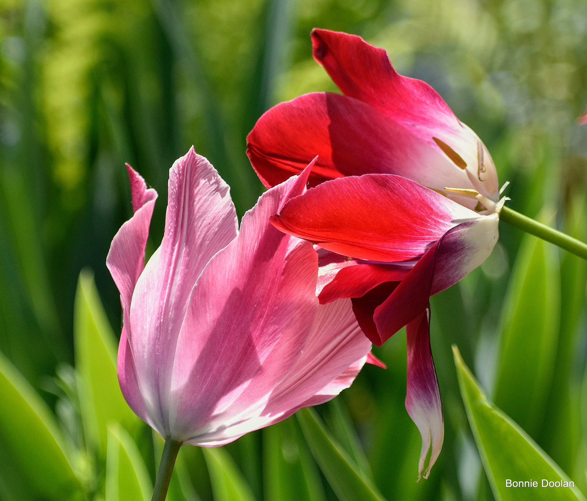 Tulips To Brighten Your Day