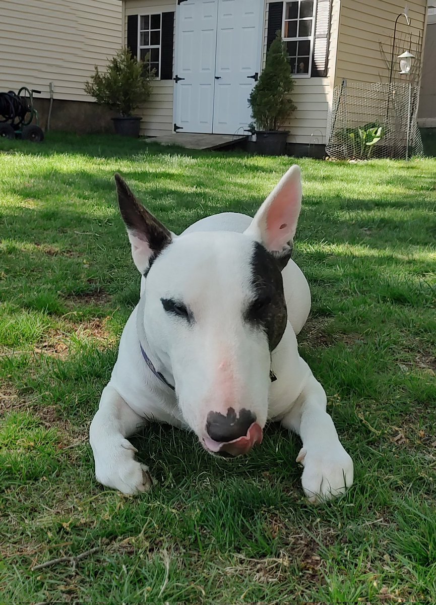 rexthetvterrier's tweet image. Just finished supper and I'm still cleaning up.  it was mostly sunny today, but a little chilly.  Still nice to be outside, though 
#Spike #Friday #Dogs