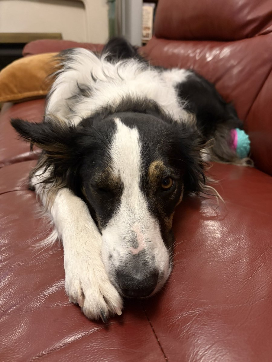 Puppy Bess and Auntie Kes tweet media