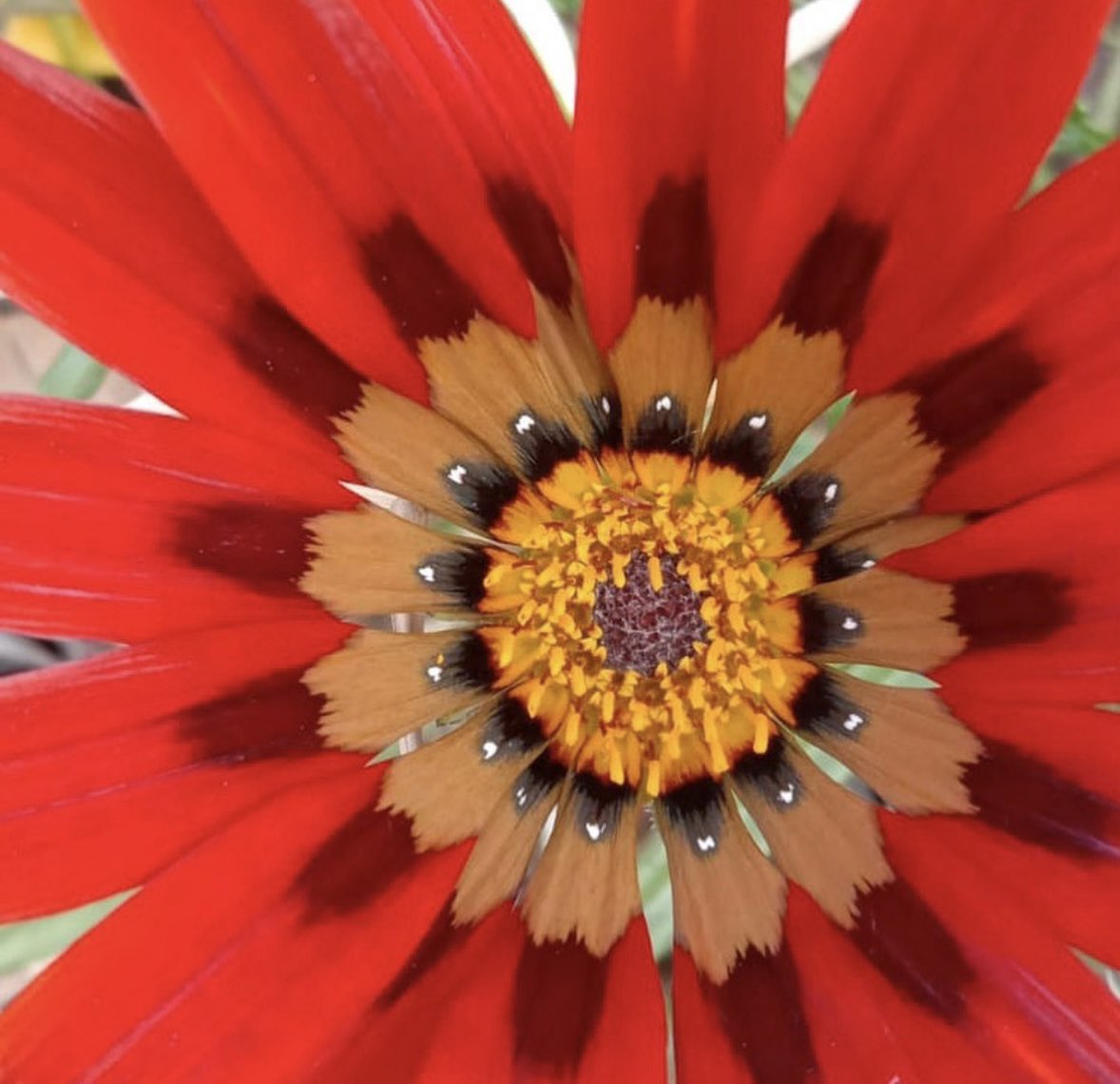 #Flowers