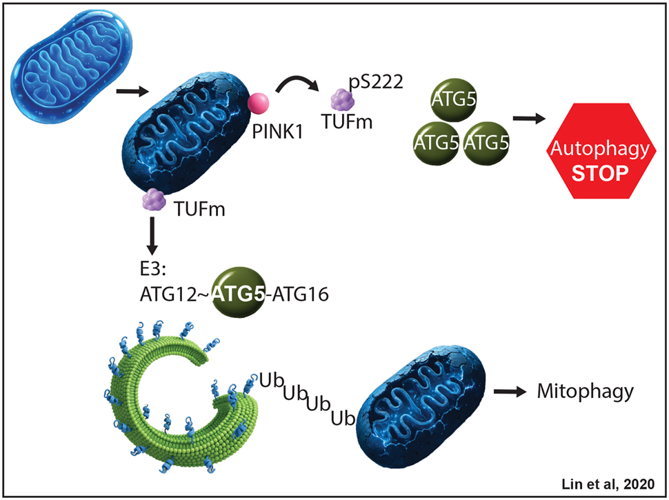ScienceofPD's tweet image. New review explores new insights into PINK1/parkin-associated autophagy implicated in #Parkinsons; "The complexity is astounding as we continue to learn more about the many players involved"
degruyterbrill.com/document/doi/1…