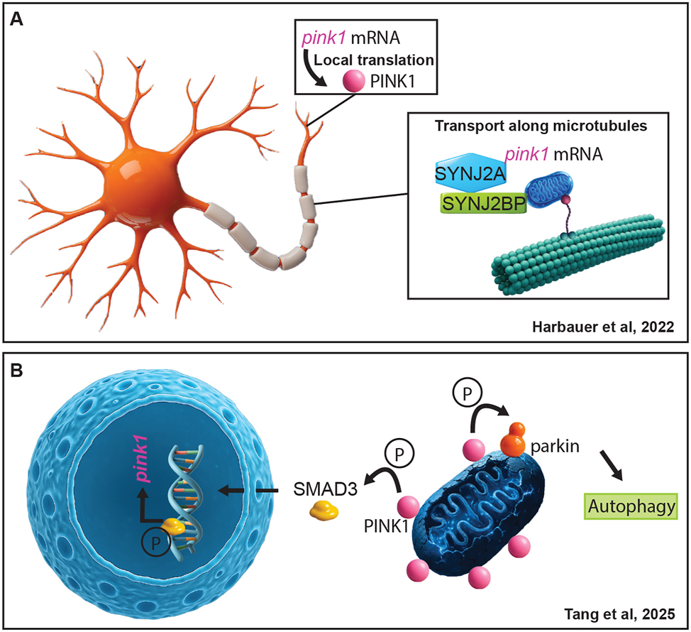 ScienceofPD's tweet image. New review explores new insights into PINK1/parkin-associated autophagy implicated in #Parkinsons; "The complexity is astounding as we continue to learn more about the many players involved"
degruyterbrill.com/document/doi/1…