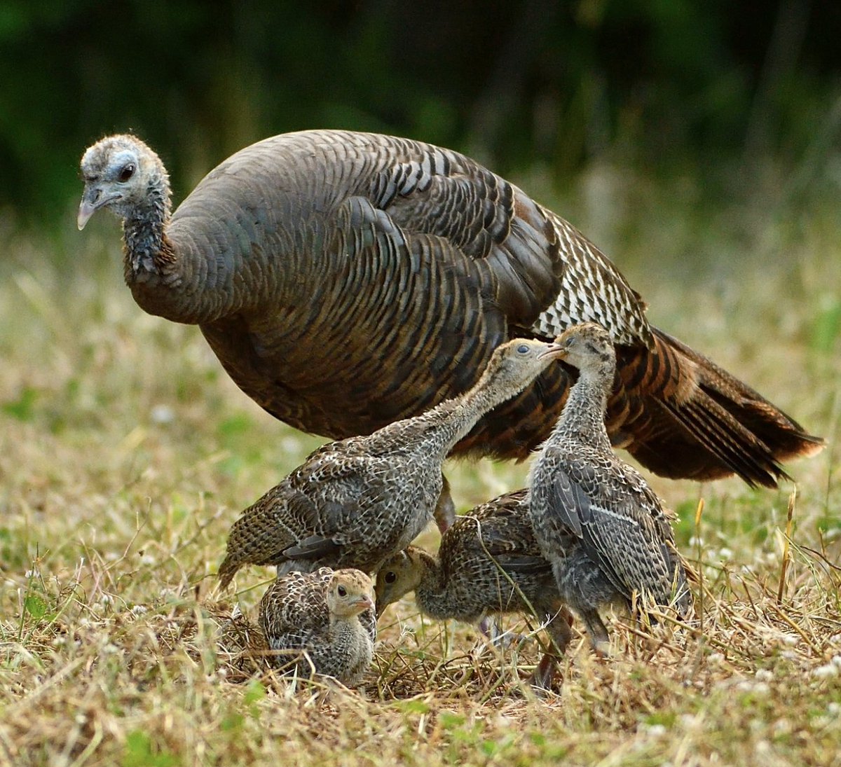 Turkeys for Tomorrow tweet media