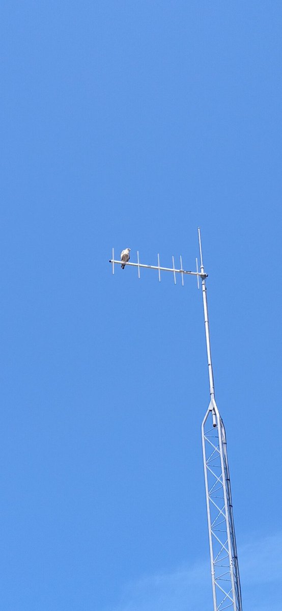 the bluest thing on earth tweet media