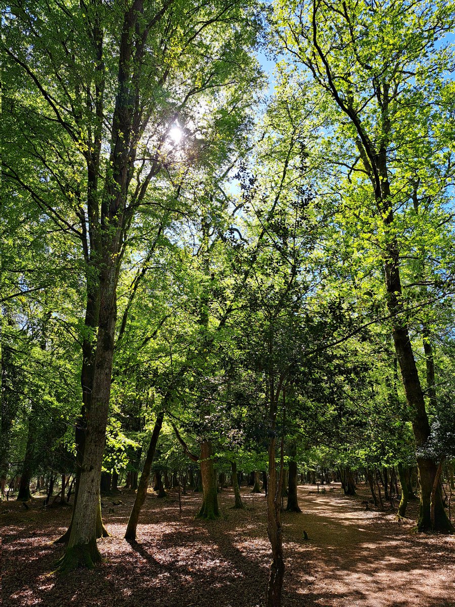 newforestranger's tweet photo. @NewForestNPA rangers are mostly out on the heath monitoring &amp; raising awareness of ground nesting birds &amp; how we can all help: #KeepToTheTracks #NewForestCode 
...so a short walk through some woodland with it's beautiful, fresh, vibrant, green canopy was a refreshing change 💚! https://t.co/MvlBGR3AeL
