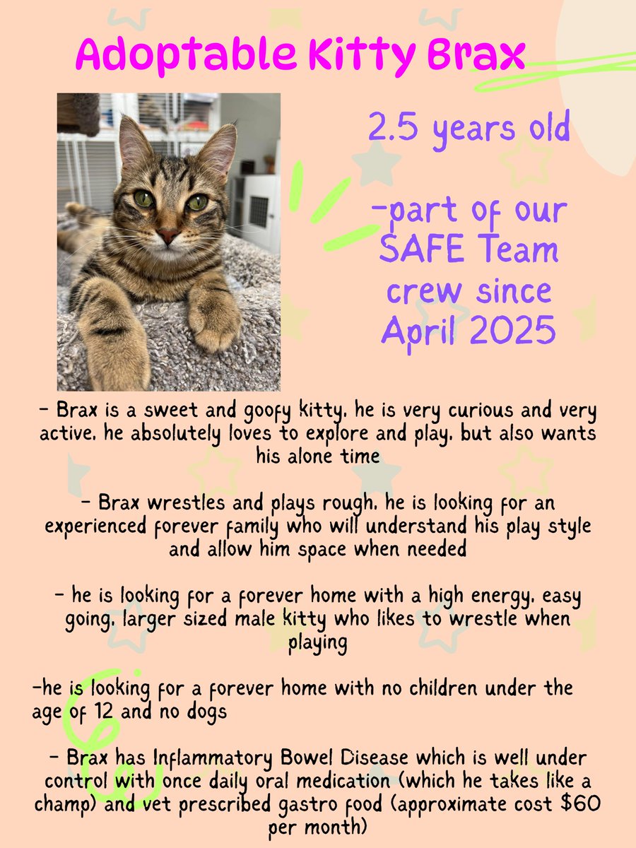 SAFEteamrescue's tweet image. Happy Friday from adoptable kitty, Brax!  Brax is ready to play, he is excited for an early start to a fun filled weekend, such a cutie!  This teddy bear is an instant spirit lifter and he is going to be an awesome forever family member.  Brax is 2 years old and he is looking for