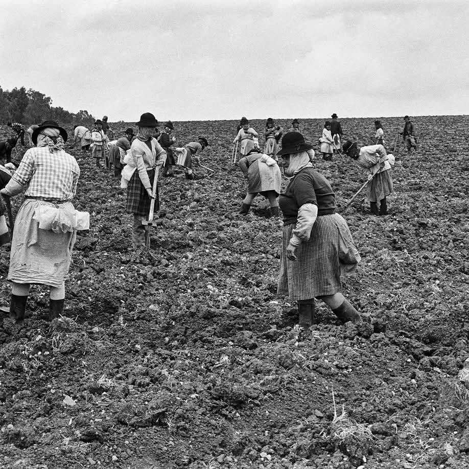 Portugal Rural tweet media