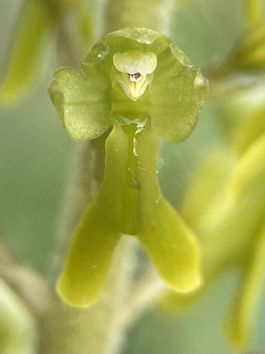 StevePa46290725's tweet image. Common Twayblade (Neottia ovata), Dorset 1/5/26 #orchid