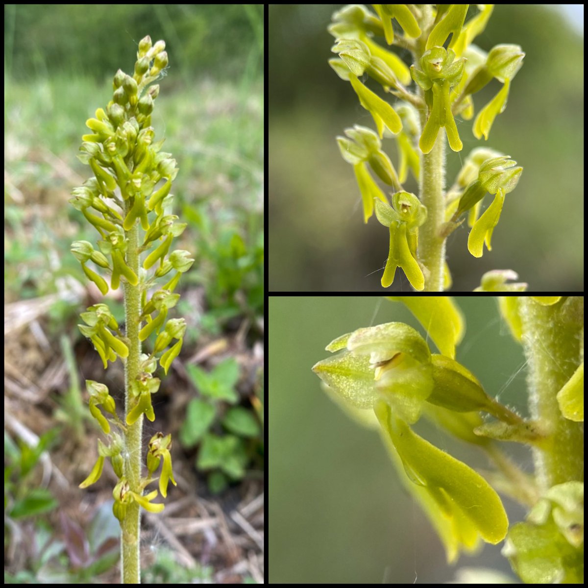 StevePa46290725's tweet image. Common Twayblade (Neottia ovata), Dorset 1/5/26 #orchid