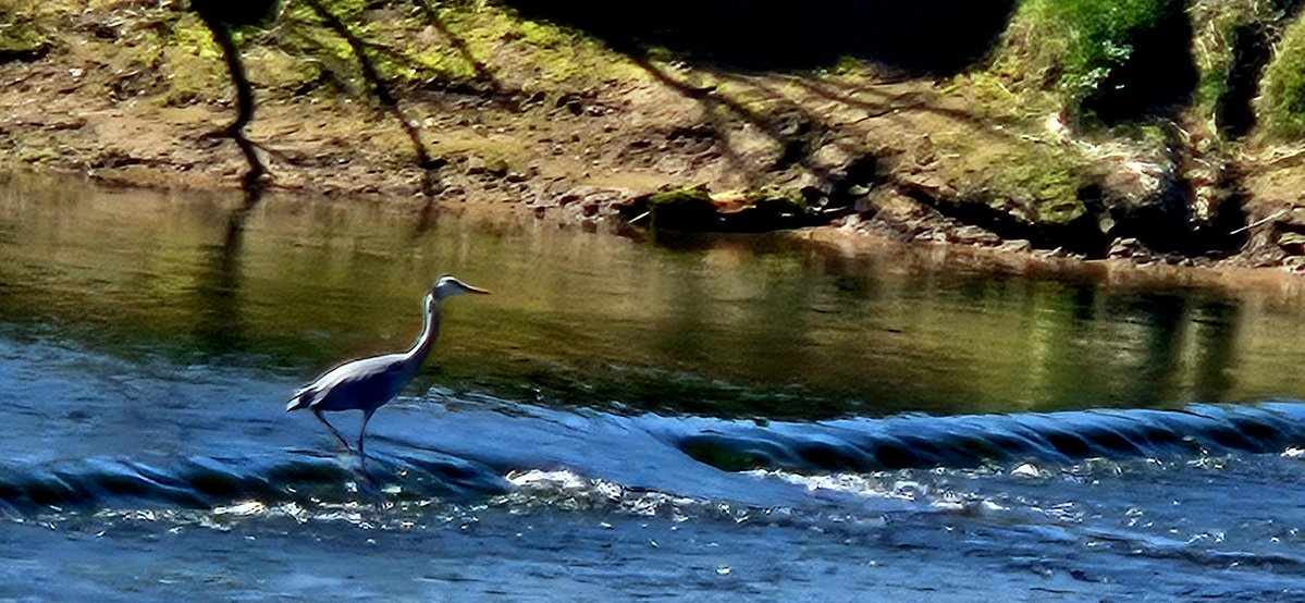 blonde_on_bikes's tweet image. Amble to Warkworth Circular walk via Warkworth Castle. Stopping in by Alnmouth on the way back.
#Northumberland #Amble #Warkworth #Alnmouth