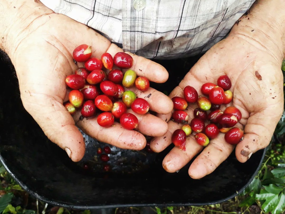 Rankee19's tweet photo. Todos los días, desde las 4:00 a. m., nuestros campesinos ya están de pie, trabajando la tierra con esfuerzo y amor por lo que hacen.

Hoy, en el Día del Trabajo, quiero reconocerlos de corazón: porque sin ellos, Colombia simplemente no avanza.

#AndesMereceAvanzar https://t.co/HRBvFQyo84