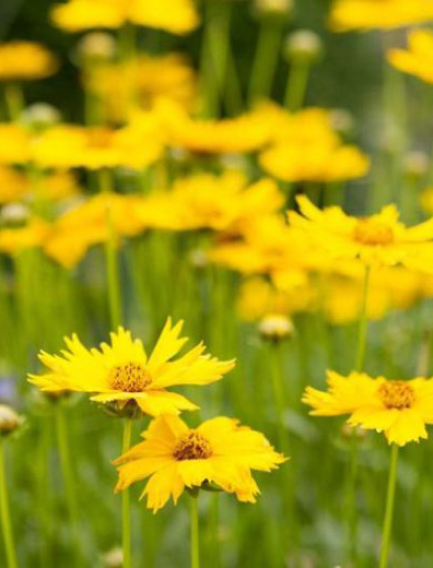 Pasquesis's tweet image. Popular, half gal. sized containers with your favorite perennials are on sale during Spring Savings... $9.99, reg. $12.99 in half gal. square pots. Plant a beautiful garden! pasquesi.com/our-plants-2/p… #perennials #sale #gardening #SpringSavings